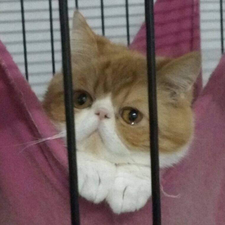旺晟宠物用品会馆