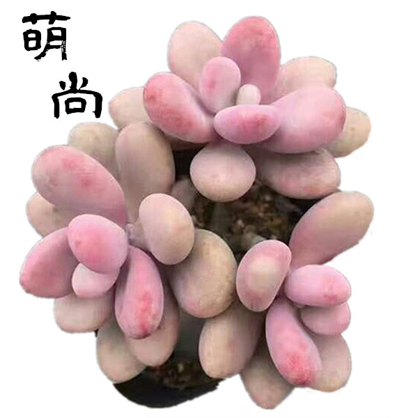 萌尚花园的LOGO