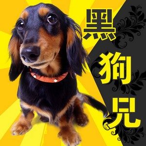 黑狗兄宠物天堂