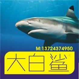 数字特色手机