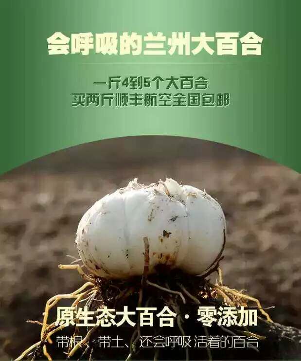 丹丹家只卖好百合