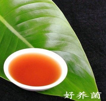 好养菌