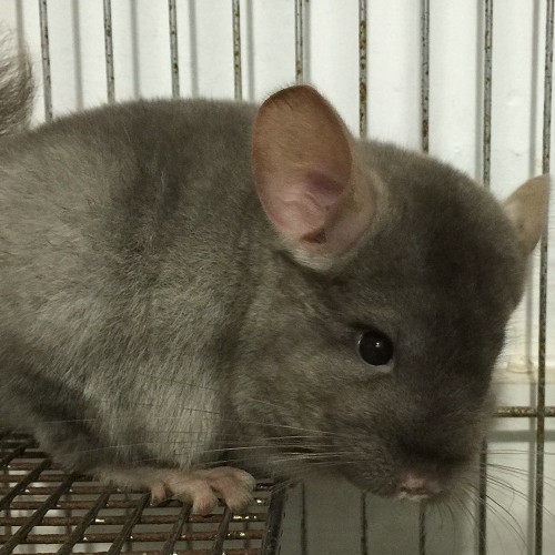 迪迪宠物乐园 刺猬龙猫