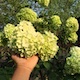 悠悠花间游
