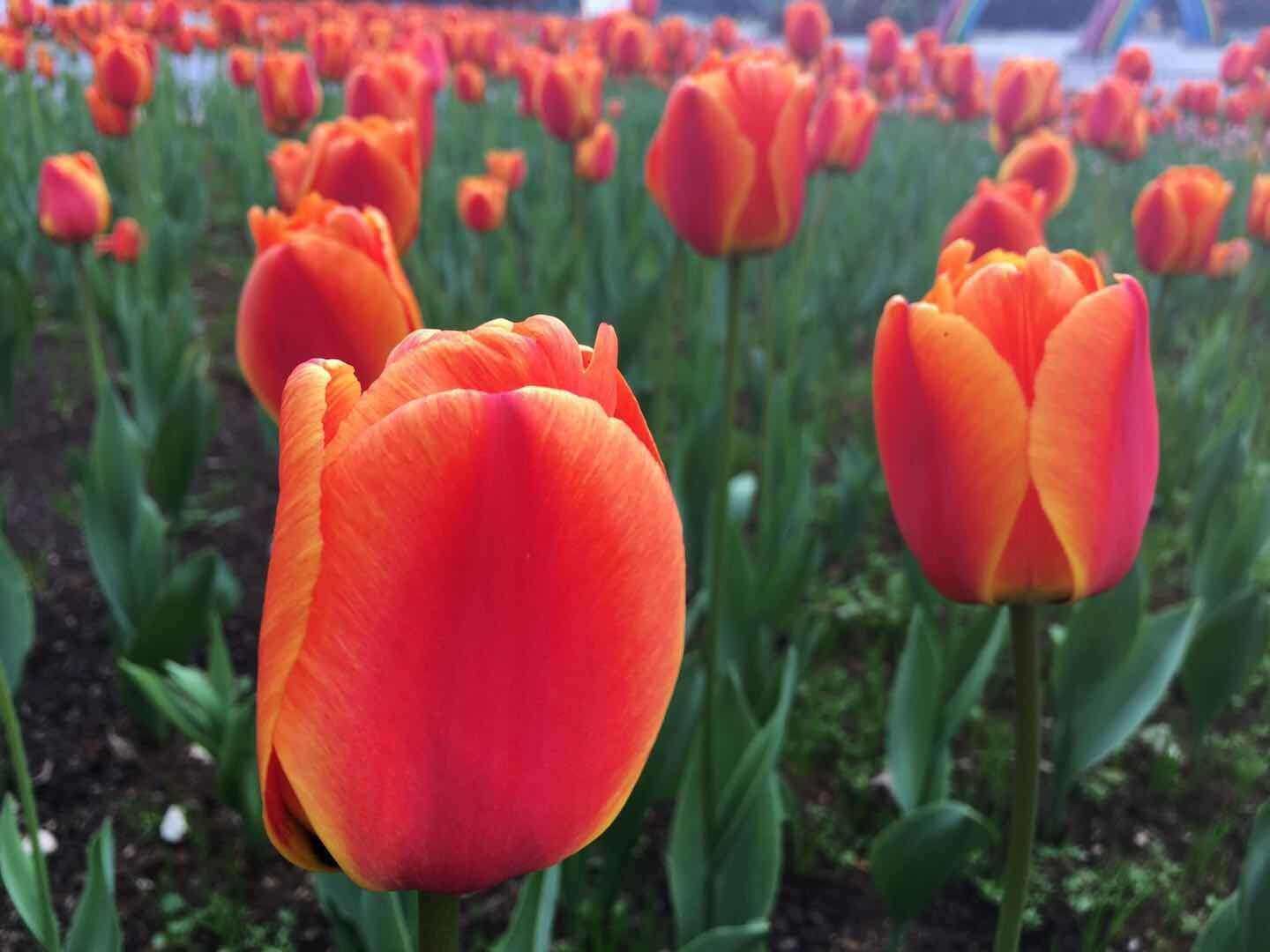 米宝花卉官方企业店