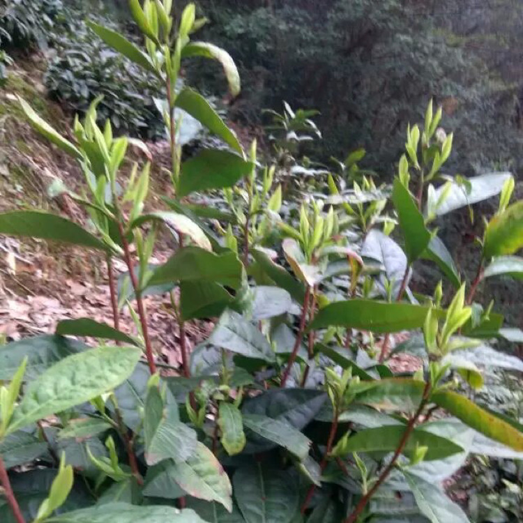 林家缘茶叶