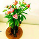 中江观赏芍药
