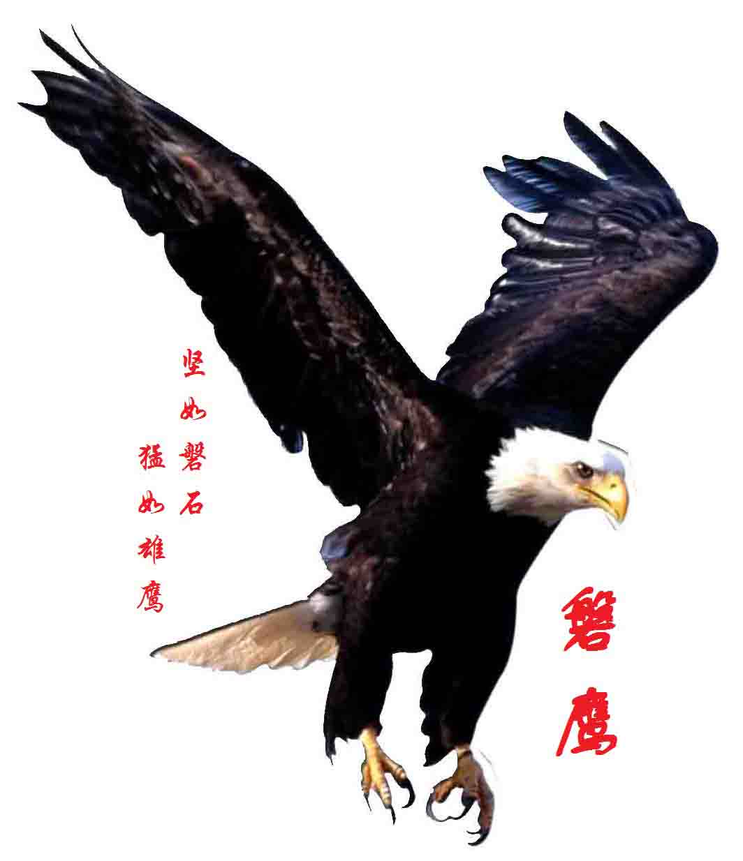 磐鹰