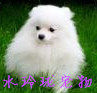 水玲珑时尚宠物的LOGO
