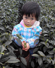 名山茶农