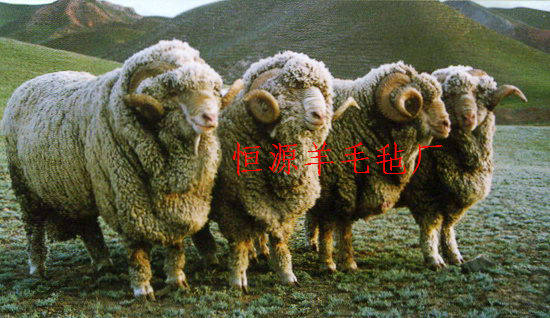 伊佳苑毛毡的LOGO