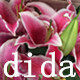 dida滴答美衣