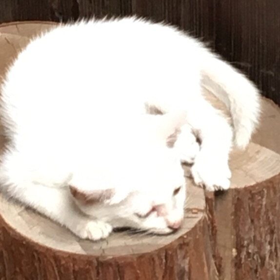澄怀宣言