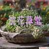 浣花草堂-供应香草小苗和盆栽
