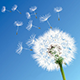 蒲公英 Dandelion的LOGO