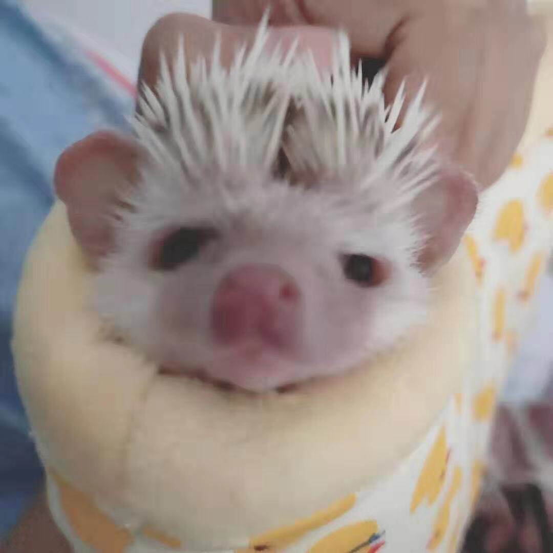 甜蜜刺身