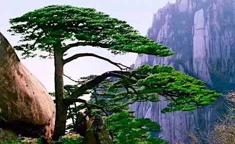 养云居盆景