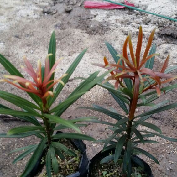 清翠山花果种苗