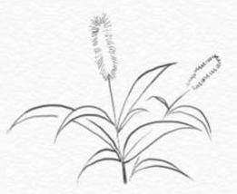 woolgrass