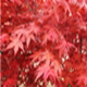 卉丰花卉园艺