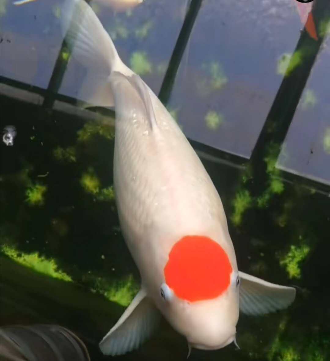 小郭爱玩鱼的LOGO