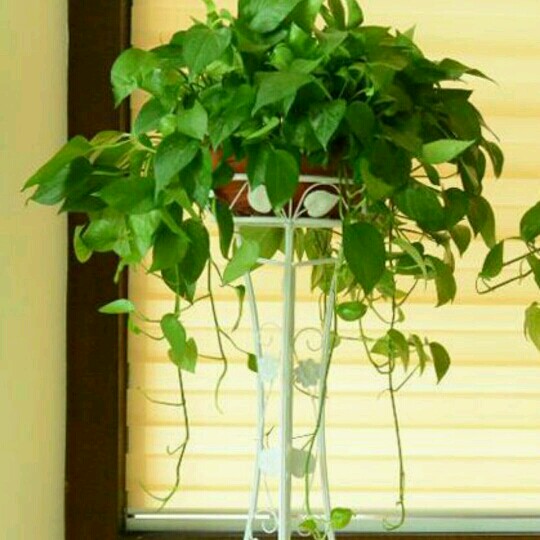 蕊蕊园艺