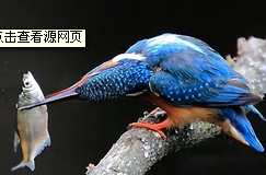 鱼美人精品鱼具商城