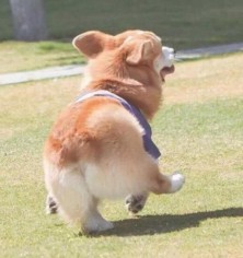 喵呜酱の小铺