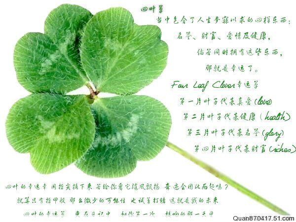 迈依蜜