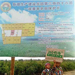 咱家兵团枣