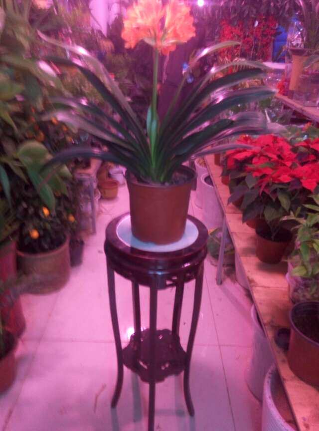 中华实木花架的LOGO