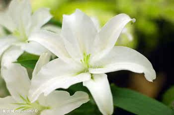 苏北花木