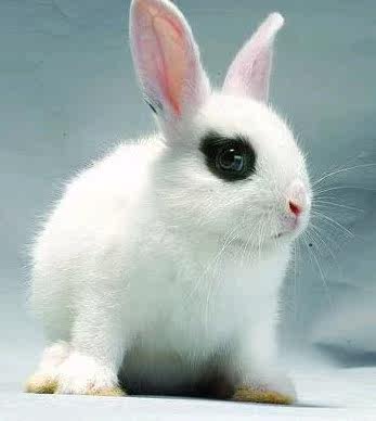 Panda Rabbit