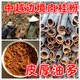 金花茶防城肉桂粉越南肉桂粉