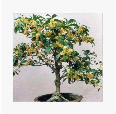 菲菲园林花卉