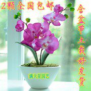 满天星园1艺