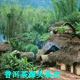 普洱茶源头茶农