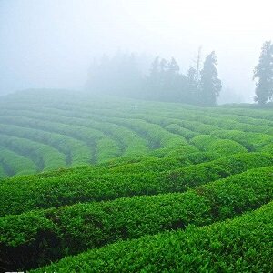 汤诚益品茶叶工厂店