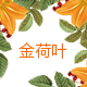 金荷叶