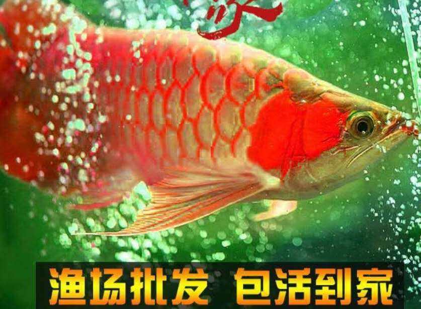 龙华世家进出口的LOGO