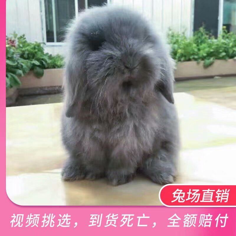 福记萌宠的LOGO