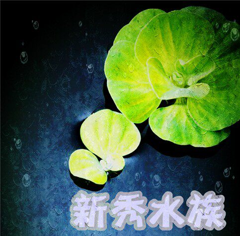 天津新秀水族的LOGO