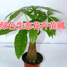 传奇姐妹花卉园艺盆栽店