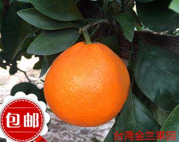象山晓塘蜜桔