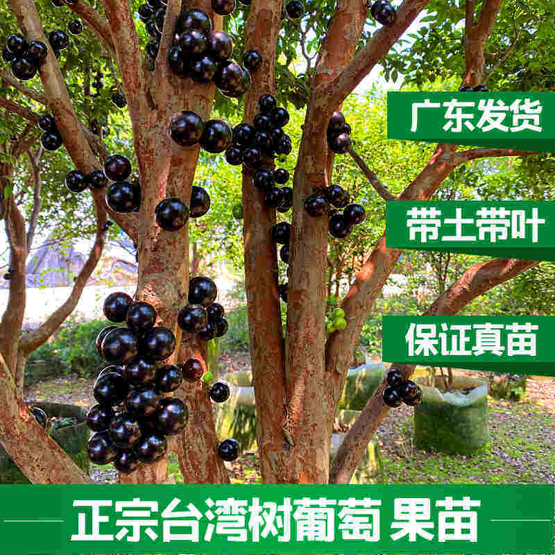 瑞发花卉园的LOGO