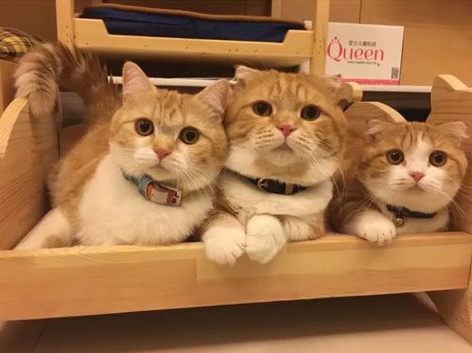猫之萌宠店
