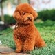 幸福小泰迪