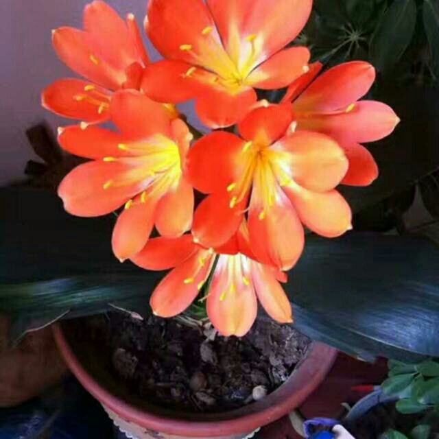 木尤良品