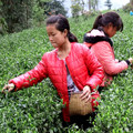 凤冈茶农店
