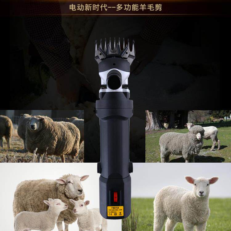 紫晓格